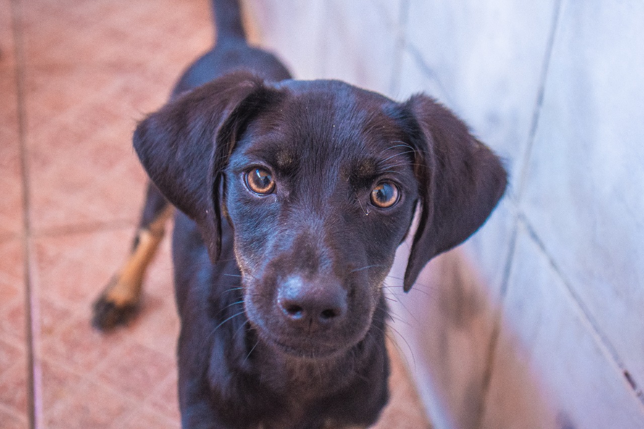 Encontre dois mesmos animais atividade de correspondência de ação