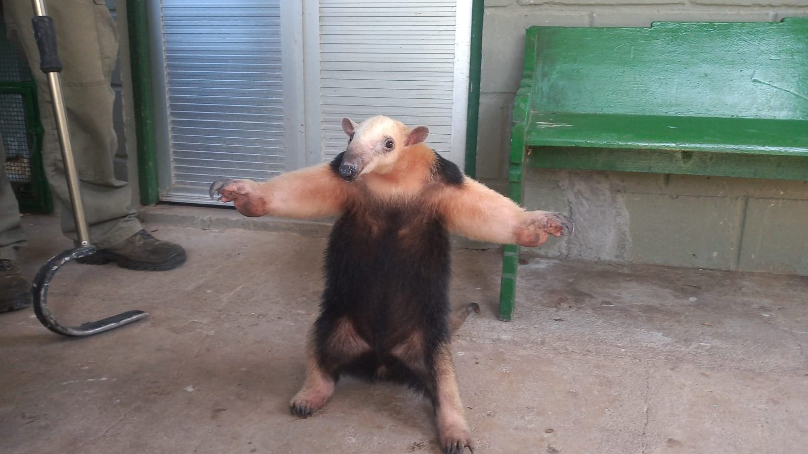 Tamandua